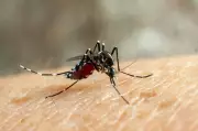 Dia D contra a dengue mobiliza 98 cidades do Sul de Minas em ação regional de combate ao Aedes aegypti