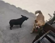 Dono de pet shop é detido após ataque fatal a cadelas em Barbacena