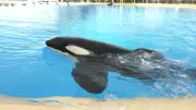 Duas orcas serão transferidas da França para as Ilhas Canárias após fechamento de parque