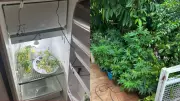 Ex-professor preso em Londrina por cultivar maconha em casa transformada em laboratório