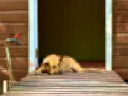 Falta de abrigos públicos dificulta resgate de animais vítimas de maus-tratos em Teresina