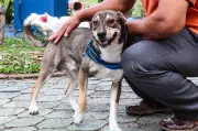 Ferraz de Vasconcelos oferece castração gratuita para cães e gatos até esta quinta