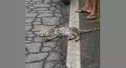 Filhote de jaguatirica morre atropelado em estrada de Itaperuna, no RJ