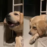 Filhote de labrador é resgatado por bombeiros após ficar preso em grade na Barra da Tijuca