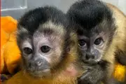 Filhote de macaco-prego resgatado após morte da mãe encontra amigo e retorna à natureza em MT