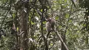 Flagrante raro: vídeo mostra mãe e filhote de ouriço-cacheiro no Parque Nacional da Tijuca
