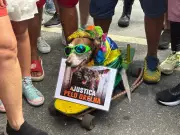 Folião homenageia cão Orelha levando seu cachorro Summer ao Galo da Madrugada