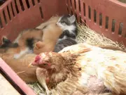 Galinha 'adota' filhotes de gata em chácara de São Carlos em caso raro de maternidade