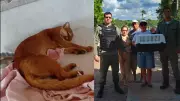 Gato-do-mato é resgatado às margens de rodovia no Norte do Piauí após ser encontrado por casal