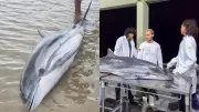 Golfinho-listrado é encontrado morto em praia de Mosqueiro, Belém