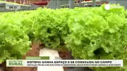 Hidroponia se consolida no campo brasileiro com alta produtividade e aceitação