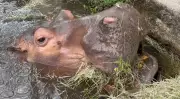 Hipopótamo Juninho, de 50 anos, morre no Parque Ecológico de Leme, SP