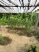 Idoso de 61 anos é preso com estufa de maconha e arma adaptada em Rorainópolis, RR