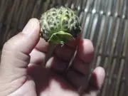 Idoso de 69 anos intubado após comer fruto tóxico encontrado no quintal de vizinha no Acre