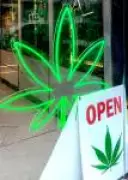 Importação de cannabis medicinal atinge recorde histórico no Brasil em 2025