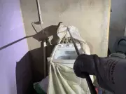 Jiboia é encontrada dentro de casa em Alta Floresta d'Oeste, RO, e é resgatada pela polícia