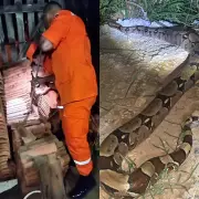 Jiboia é resgatada entre telhas em residência urbana de Ji-Paraná, Rondônia