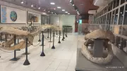 Laboratório de Paleontologia da Ufac reabre com fósseis de animais gigantes da Amazônia