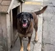 Lei de maus-tratos a animais: punições e caso do cão Orelha em Florianópolis