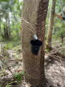 Látex da Amazônia: O Ouro Branco que Moldou Belém e Explorou Trabalhadores