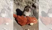 Macaco bebê rejeitado encontra conforto em pelúcia e especialistas explicam comportamento