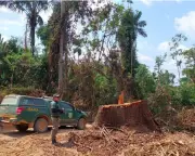 Madeira ilegal da Amazônia invade mercados da UE e EUA, apesar de leis proibitivas