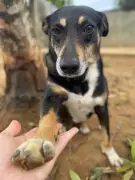 Maus-tratos a animais no Alto Tietê: denúncias crescem e ONGs lutam por adoção