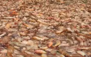 Milhares de camarões-pitu mortos às margens do Rio Tietê em Igaraçu do Tietê, SP