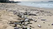 Milhares de Corvinas Mortas Aparecem na Praia da Barra da Tijuca no Rio