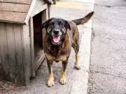 Mulher confessa fake news sobre morte do cão Orelha em SC; caso retorna à polícia