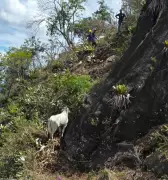 Novilha Nelore é resgatada após 15 dias presa em pedreira de Carangola