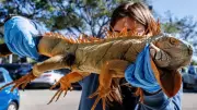 Onda de frio incomum na Flórida causa 'chuva' de iguanas e alerta ambiental