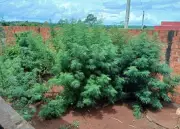 Operação da DISE apreende pés de maconha e simulacros de arma em Salto Grande