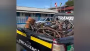 Operação Silêncio destrói mais de 200 escapamentos adulterados de motocicletas no Pará