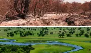 Pantanal em risco: bioma mais aquecido em 40 anos pode perder sua característica alagável
