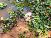 Peixes são mortos com estilingue em Águas da Prata, SP, em prática de pesca ilegal