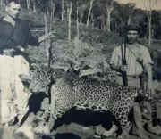 Pesquisadores mapeiam presença histórica da onça-pintada em Santa Catarina através de fotos