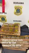PF prende dupla com 350 canários-da-terra em rodoviária de Mucajaí, Roraima