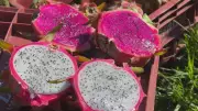Pitayas Vermelhas e Brancas Brilham no Interior Paulista com Expansão do Cultivo