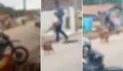 Pitbull é agredido com socos após atacar animais em Conceição da Aparecida