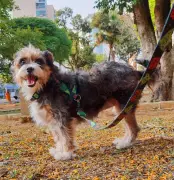 Pitbull ataca novamente em Juiz de Fora: dois cães feridos e mulher mordida no Bairro Bom Pastor