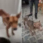 Pitbulls resgatados em Natal sofriam maus-tratos graves com desnutrição e desidratação