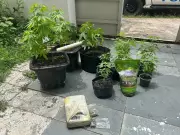 PM apreende pés de maconha e barra de cocaína em residência de Governador Valadares