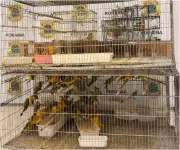 Polícia Federal prende dupla com 350 canários-da-terra em cativeiro em Roraima