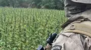 Polícia Militar destrói 1,8 toneladas de maconha e 72 mil pés em Caraúbas, Paraíba