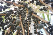 Produtores de Roraima transformam lavrado em área de cultivo de açaí com tecnologia