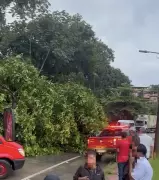 Queda de árvores interditam trechos da BR-101 no Rio de Janeiro após fortes chuvas