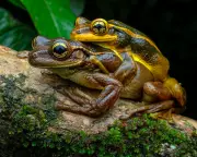 Reprodução explosiva de pererecas-grudentas é registrada em Antonina, no litoral do Paraná