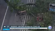 Árvore de grande porte cai sobre veículos na Avenida Ibirapuera em São Paulo