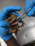 Sapo-cururu com boca colada é tratado e devolvido à natureza em Volta Redonda